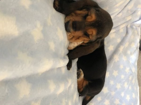 regalo cuccioli basset hound