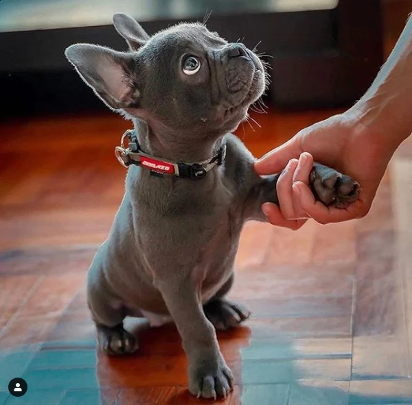 bulldog francese