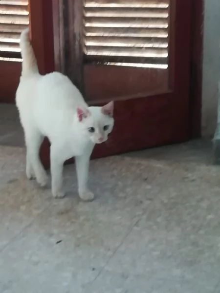 gattino | Foto 0