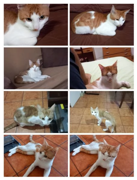 GATTO ADULTO 