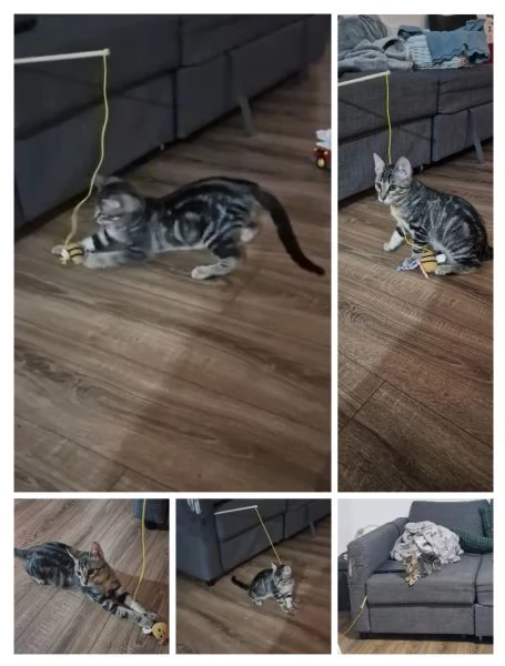 GATTINI TENERI  | Foto 0