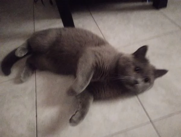 GATTO MERAVIGLIOSO  | Foto 2