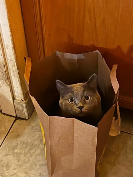 GATTO MERAVIGLIOSO  | Foto 1