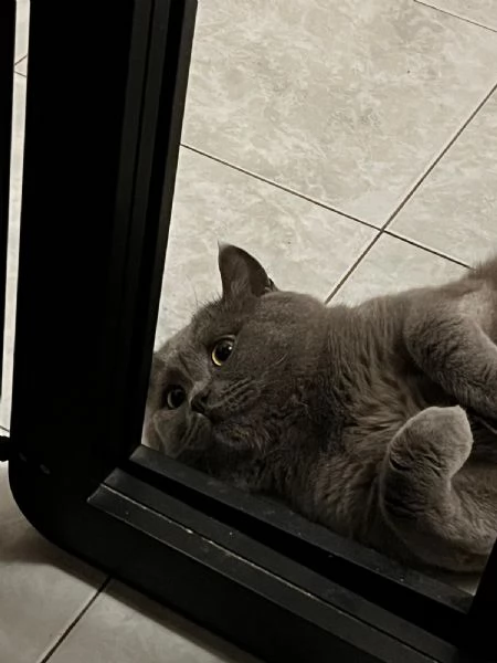 GATTO MERAVIGLIOSO  | Foto 0