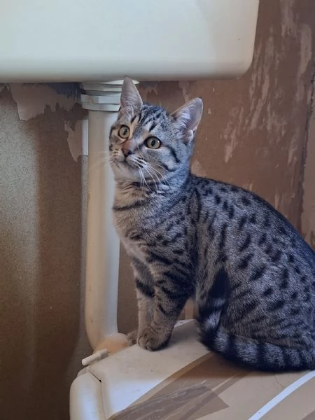 GATTINI MERAVIGLIOSI 