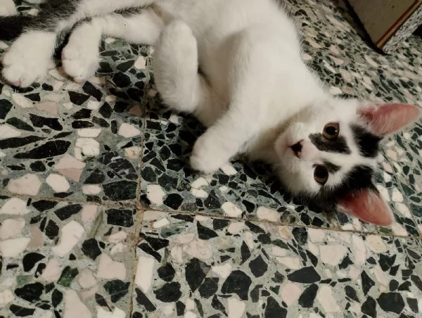 GATTINI MERAVIGLIOSI  | Foto 1