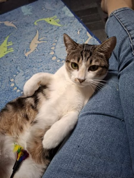 GATTINI MERAVIGLIOSI  | Foto 0