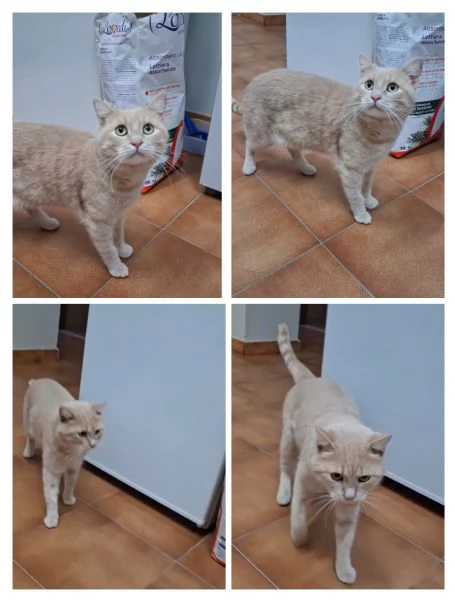 GATTINI DOLCISSIMI | Foto 0