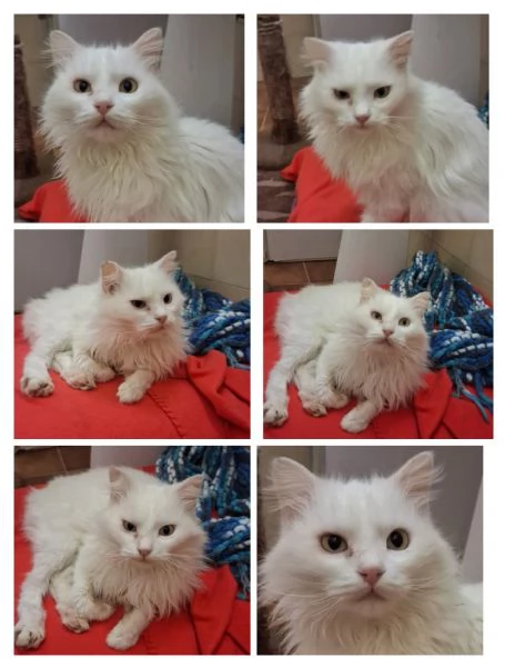 GATTA E GATTINO SPECIALI 