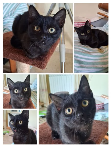 GATTA E GATTINO SPECIALI  | Foto 0