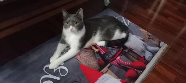 GATTO COCCOLONE  | Foto 5