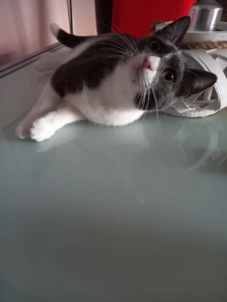 GATTO COCCOLONE  | Foto 2