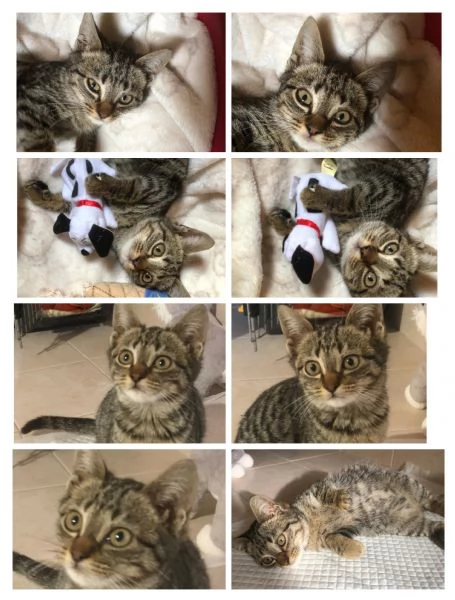 GATTA DOLCISSIMA | Foto 0