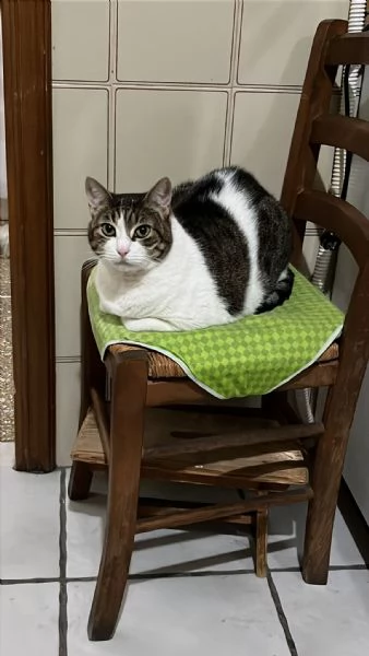 GATTA ANZIANA | Foto 1