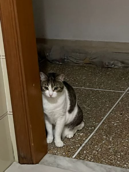 GATTA ANZIANA | Foto 0