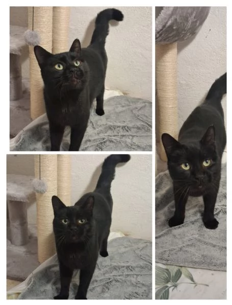 GATTI SOCIEVOLI | Foto 0