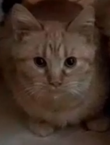 GATTO TIMIDO  | Foto 0