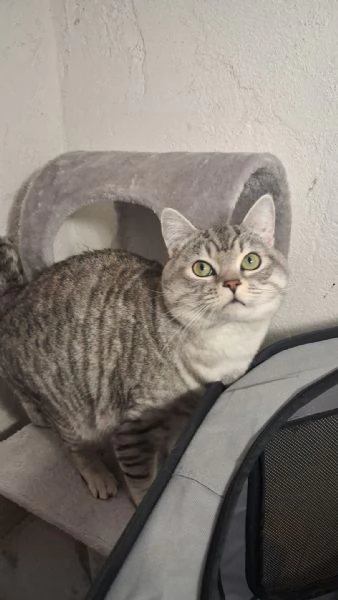 GATTO ADULTO | Foto 6