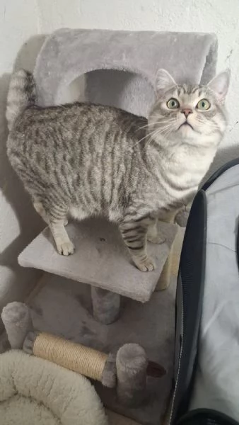 GATTO ADULTO | Foto 5