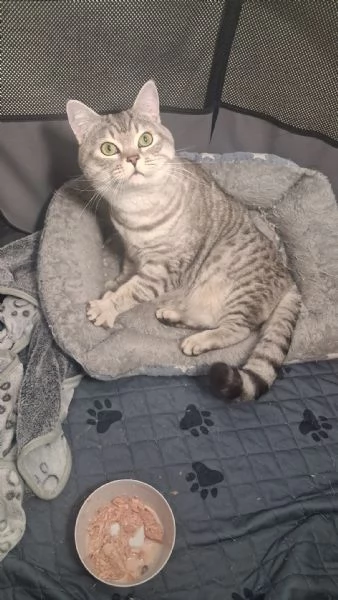 GATTO ADULTO | Foto 4