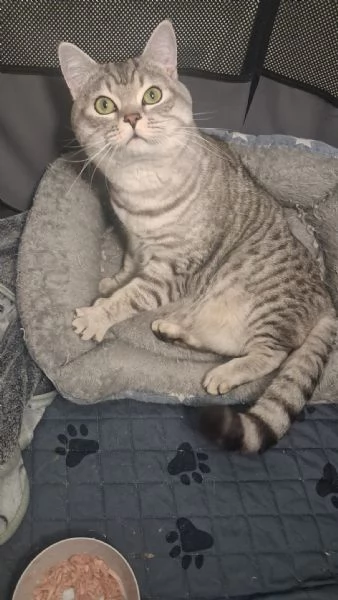 GATTO ADULTO | Foto 0