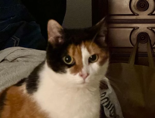 GATTA ANZIANA | Foto 3