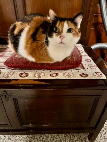 GATTA ANZIANA | Foto 2