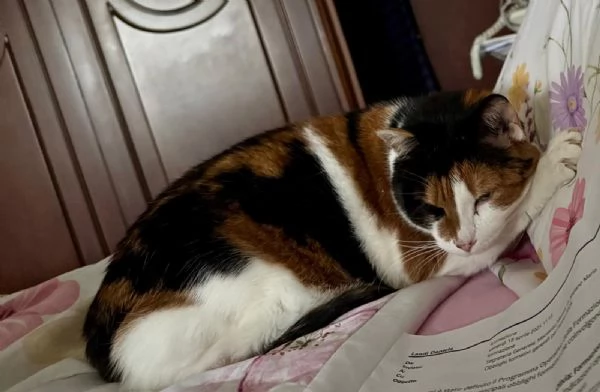 GATTA ANZIANA | Foto 1