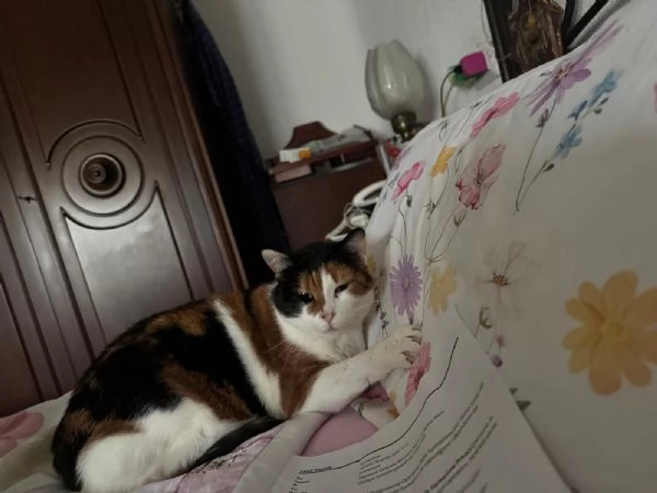 GATTA ANZIANA | Foto 0