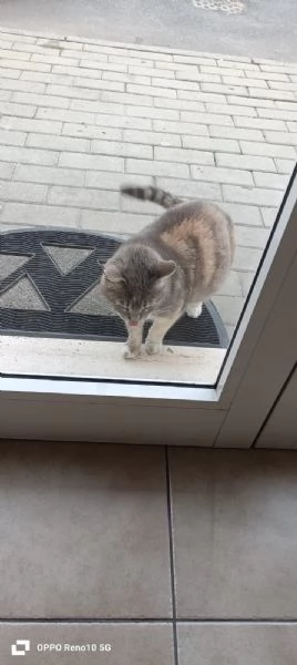 GATTA DOLCISSIMA | Foto 6