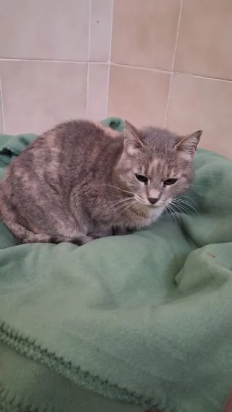 GATTA DOLCISSIMA | Foto 5