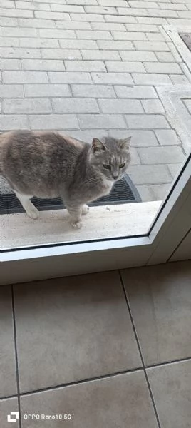 GATTA DOLCISSIMA | Foto 1