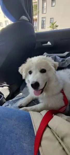 CUCCIOLO DOLCISSIMO | Foto 2