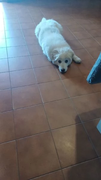 CUCCIOLO DOLCISSIMO | Foto 1