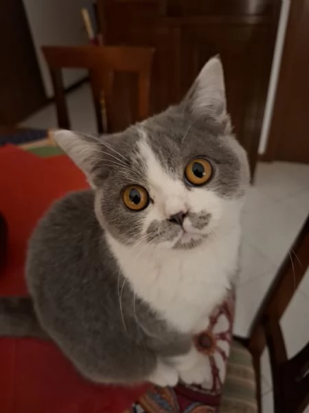 GATTO MASCHIO | Foto 4