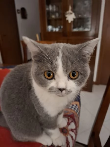 GATTO MASCHIO | Foto 2