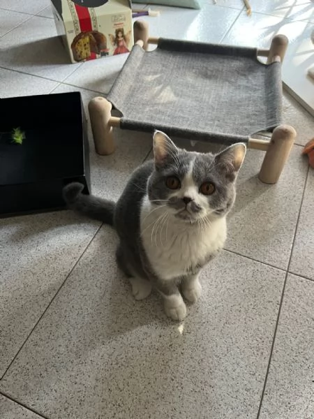 GATTO MASCHIO | Foto 0