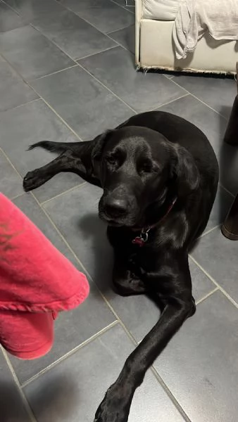 CAGNOLINI TAGLIA GRANDE