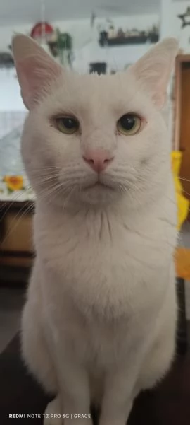 GATTO