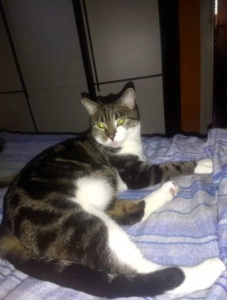 GATTI ANZIANI