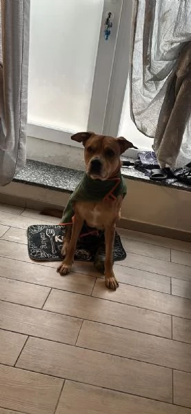 CANE ADULTO | Foto 0
