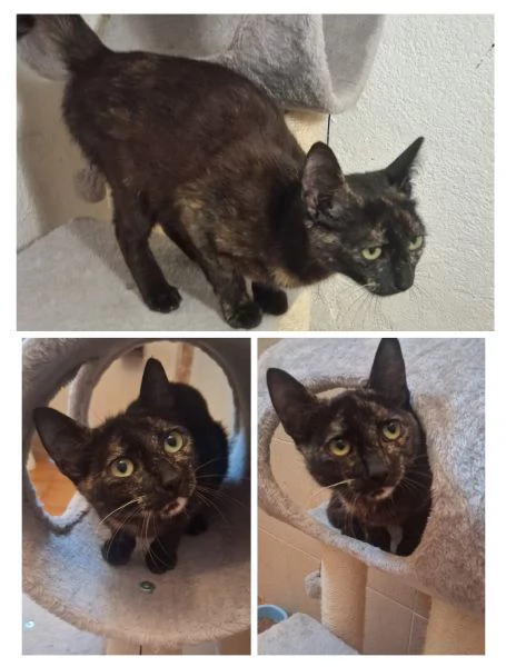 GATTI E GATTINO DOLCISSIMO
