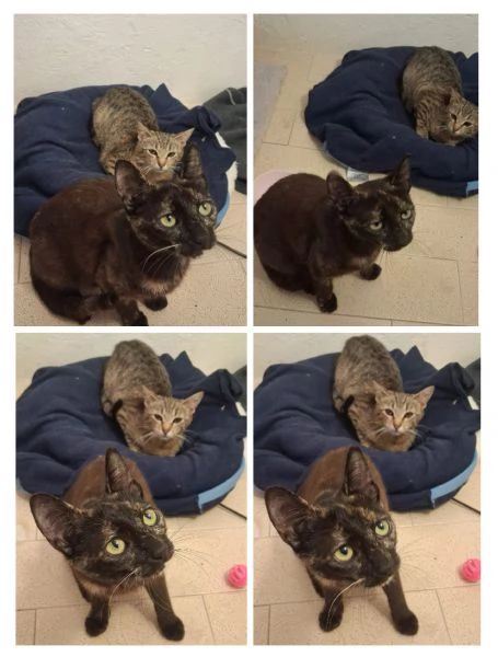 GATTI E GATTINO DOLCISSIMO | Foto 1