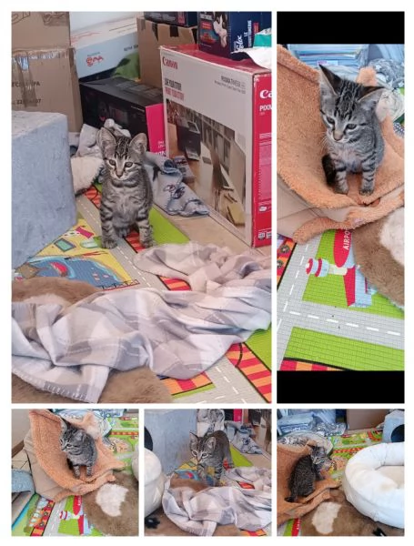 GATTI E GATTINO DOLCISSIMO | Foto 0
