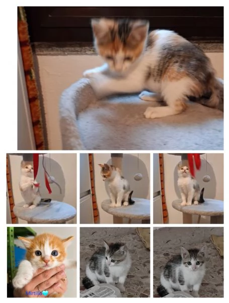 GATTINI DOLCISSIMI