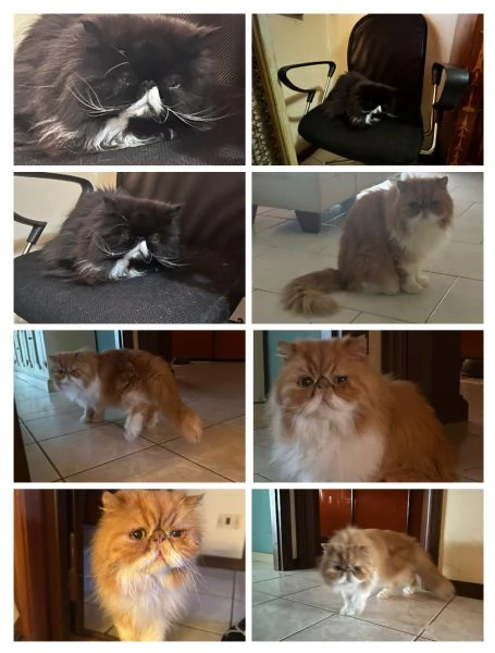 GATTINI E GATTI MERAVIGLIOSI  | Foto 1