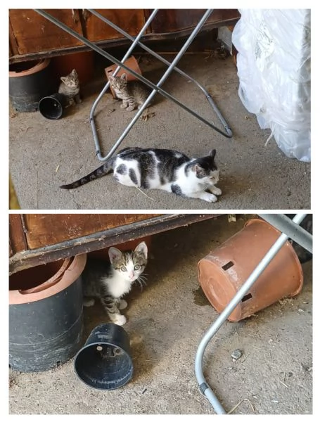 GATTINI E GATTI MERAVIGLIOSI  | Foto 0