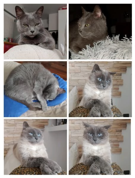 GATTI ADULTI DOLCISSIMI