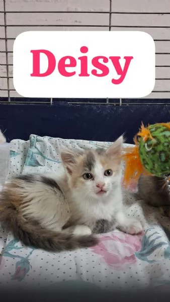 GATTINE DOLCISSIME | Foto 4