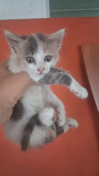 GATTINE DOLCISSIME | Foto 3